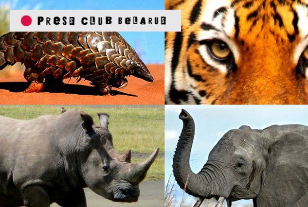 Конкурс эссе на тему борьбы с незаконной торговлей дикими животными