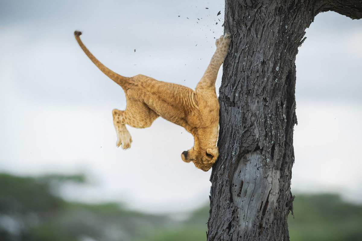 Прыём заявак на конкурс Comedy Wildlife Photography Awards